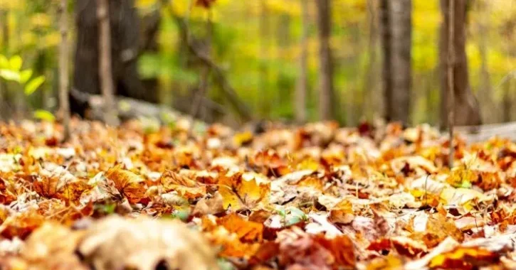 13 Songs About November