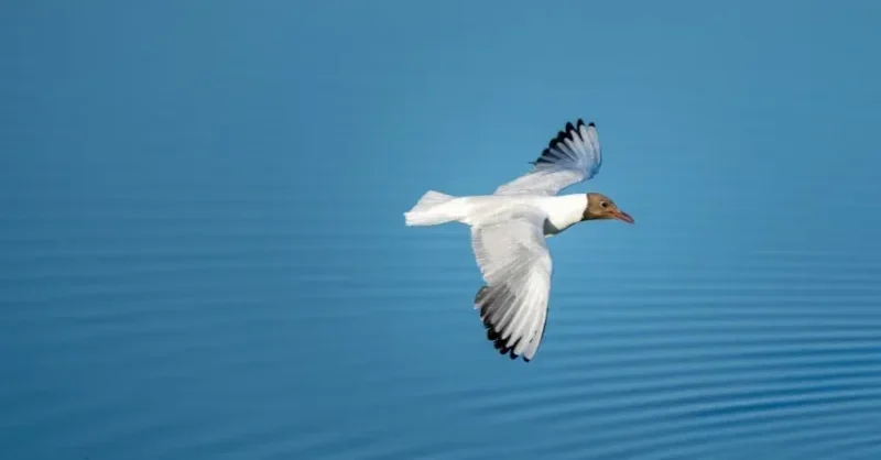 27 Songs About Flying