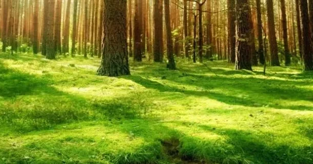 best songs about nature