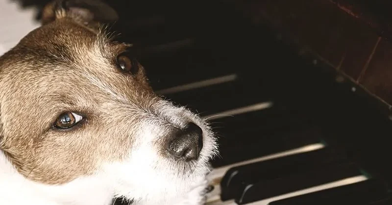 29 Songs About Dogs