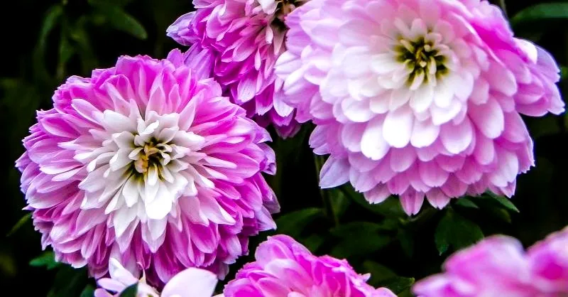 41 Songs About Flowers