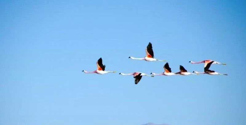 best songs about birds - music playlist and descriptions